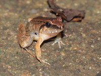 Limborg's Frog  - Sai Yok NP