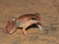 Limborg's Frog  - Khao Laem NP