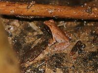 Long-legged Horned Frog - juvenile  - Bang Lang NP