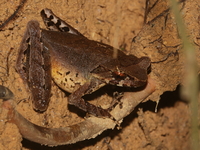 Long-legged Horned Frog  - Bang Lang NP