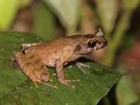 Long-legged Horned Frog  - Bang Lang NP