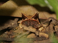 Long-nosed Horned Frog  - Bang Lang NP