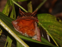 Long-nosed Horned Frog  - Bala