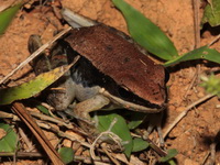 Malayan Dark-sided Frog  - Bala