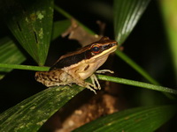 Malayan Dark-sided Frog  - Khao Sok NP