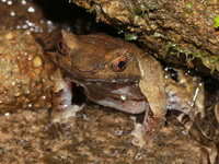 Malayan Horned Frog  - Khao Banthad WS