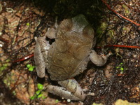 Malayan Horned Frog  - Khao Banthad WS