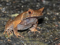 Malayan Horned Frog  - Khao Luang Krung Ching NP