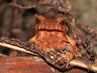 Malayan Horned Frog  - Khao Luang NP