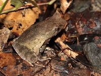 Malayan Horned Frog  - Thale Ban NP