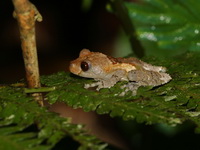Malayan Pied Warted Treefrog  - Bang Lang NP
