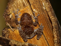 Malayan Pied Warted Treefrog  - Khao Ramrom