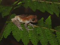 Malayan Pied Warted Treefrog  - Khao Ramrom