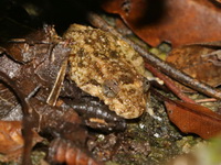Malayan Rivulet Frog  - Bala