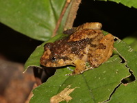 Malayan Rivulet Frog  - Bang Lang NP