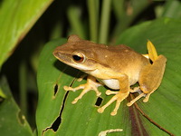 Malayan Slender Treefrog  - Khao Sok NP