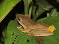 Malayan Slender Treefrog  - Khao Sok NP