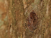 Malayan Warted Treefrog  - Betong