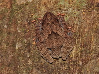Malayan Warted Treefrog  - Betong