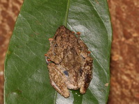 Malayan Warted Treefrog  - Bang Lang NP