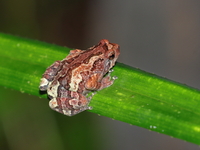 Malaysian Treehole Frog  - Bang Lang NP