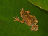 Malaysian Treehole Frog  - Bang Lang NP