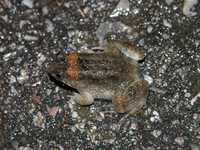 Martens's Puddle Frog  - Kui Buri NP