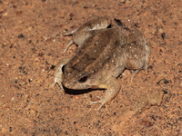Martens's Puddle Frog  - Ta Phraya NP