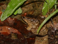 Martens's Puddle Frog  - Khao Chamao Khao Wong NP
