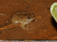 Martens's Puddle Frog  - Khao Chamao Khao Wong NP