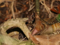 Masked Rough-sided Frog  - Pa Phru Sirindhorn