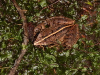 Masked Swamp Frog  - Pa Phru Sirindhorn