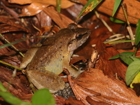 Masked Swamp Frog  - Pa Phru Sirindhorn