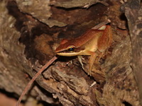 Millet's Frog  - Chantaburi