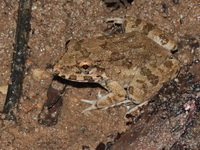 Moodie's Crab-eating Frog  - Phuket