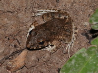Moodie's Crab-eating Frog  - Bang Phat
