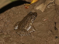 Moodie's Crab-eating Frog  - Phra Kayang Cave
