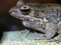Mortensen's Frog  - Chantaburi