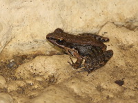 Mortensen's Frog  - Khao Chamao Khao Wong NP