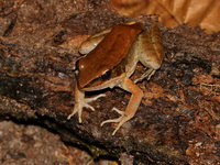 Mortensen's Frog  - Khao Chamao Khao Wong NP