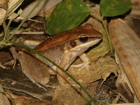 Mortensen's Frog  - Khao Yai Da