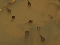 Noisy Chorus Frog - tadpoles  - Ton Nga Chang WS