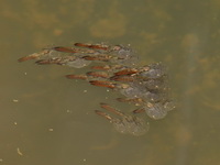 Noisy Chorus Frog - tadpoles  - Kaeng Krachan