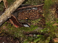 Northern Cascade Frog  - Doi Inthanon NP