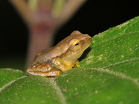 Orange Bushfrog  - Mae Wong NP