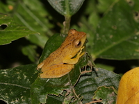 Orange Bushfrog  - Mae Wong NP