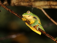 Phongsaly Treefrog  - Kaeng Krachan NP
