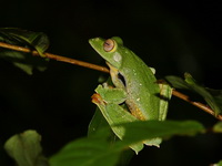 Phongsaly Treefrog  - Kaeng Krachan NP