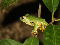Phongsaly Treefrog  - Khao Sok NP