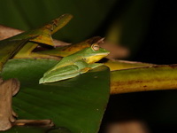 Phongsaly Treefrog  - Doi Saket
